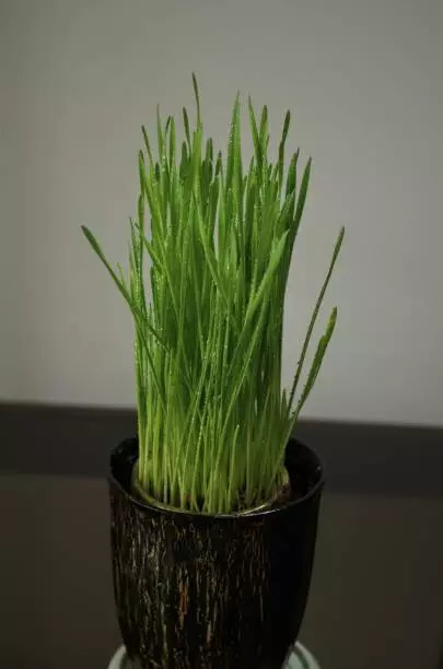 Wheat grass