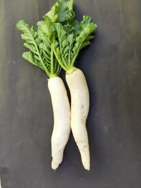 Radish