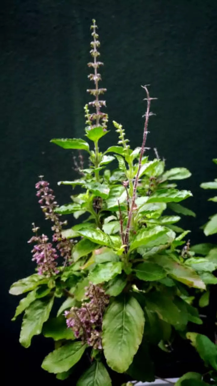 Tulsi Leaves