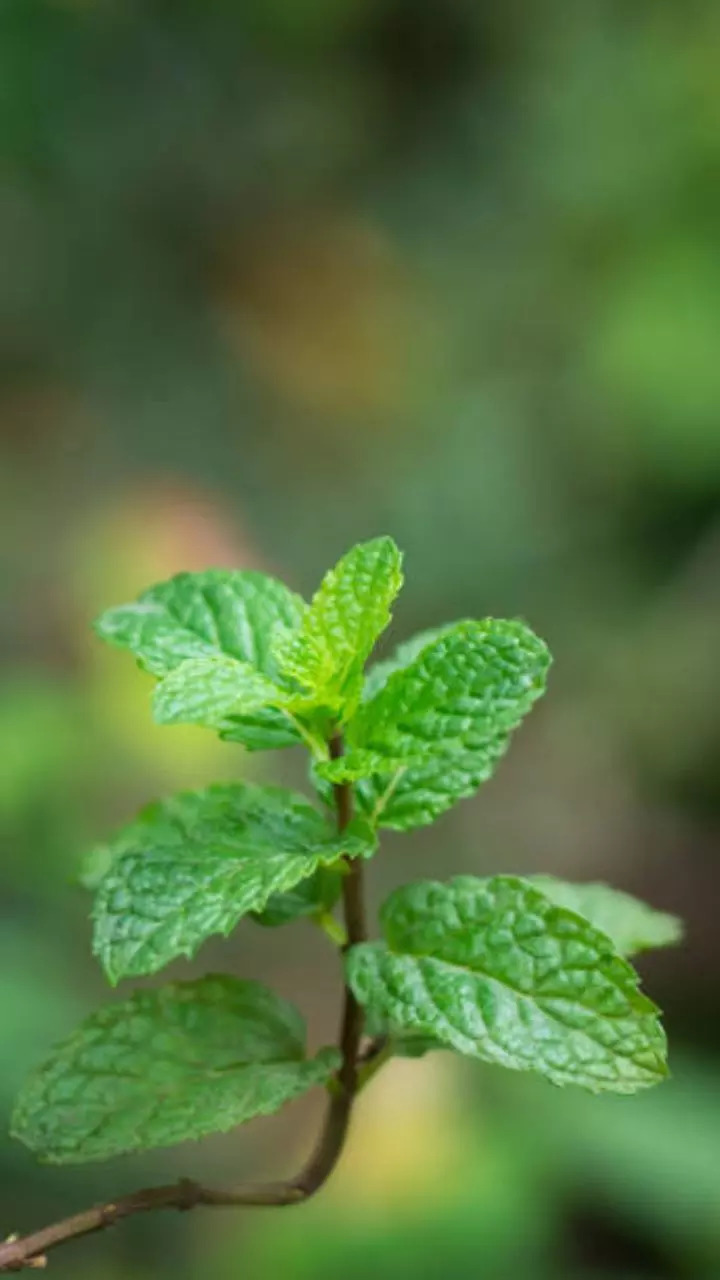 Mint Leaves