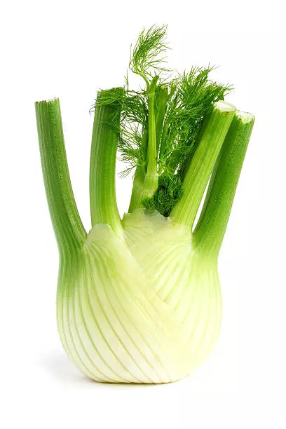 Fennel