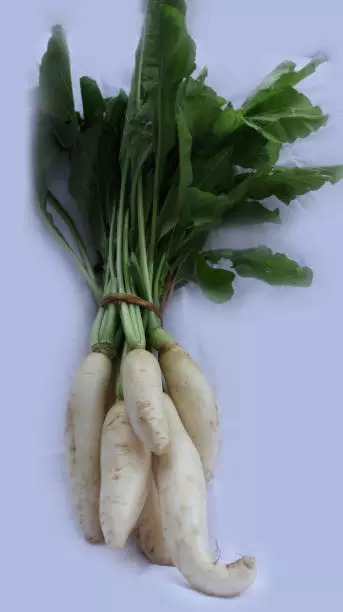 Radish