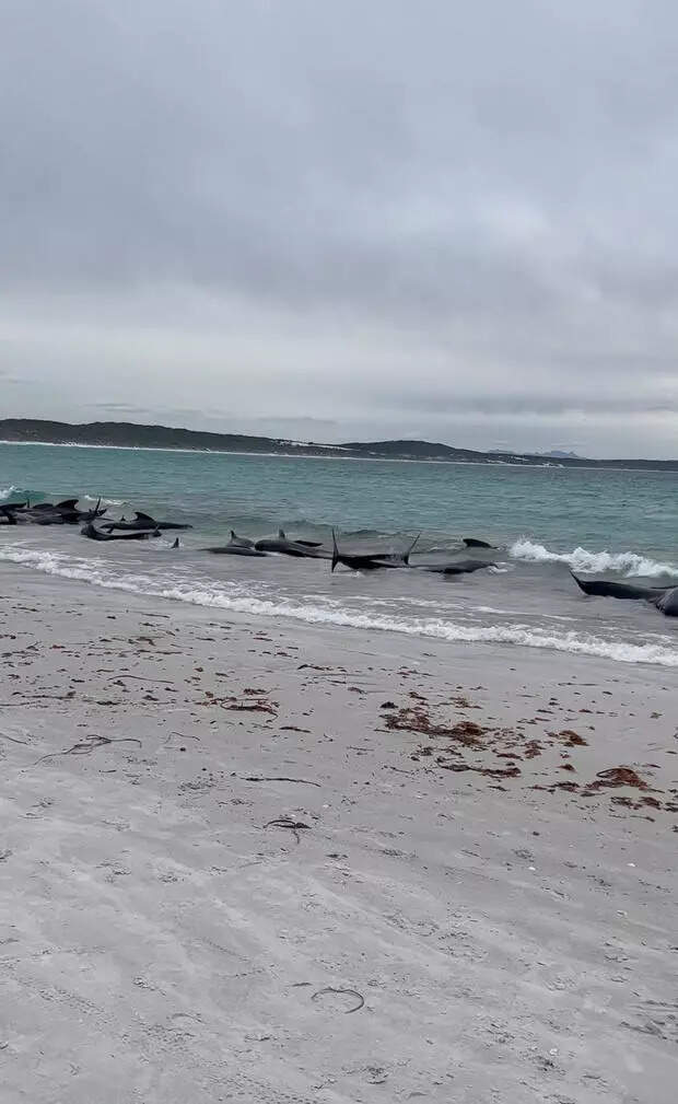 Around 100 Pilot Whales Stranded on Australian Beach, 51 Dead Despite ...