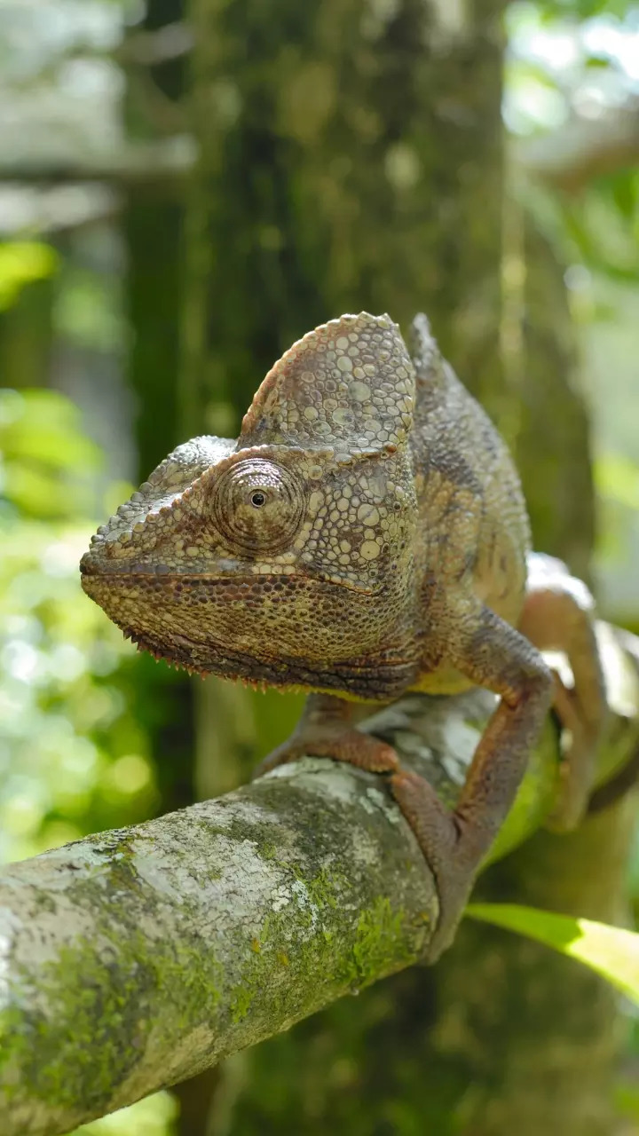 Camouflage as Optical Illusion