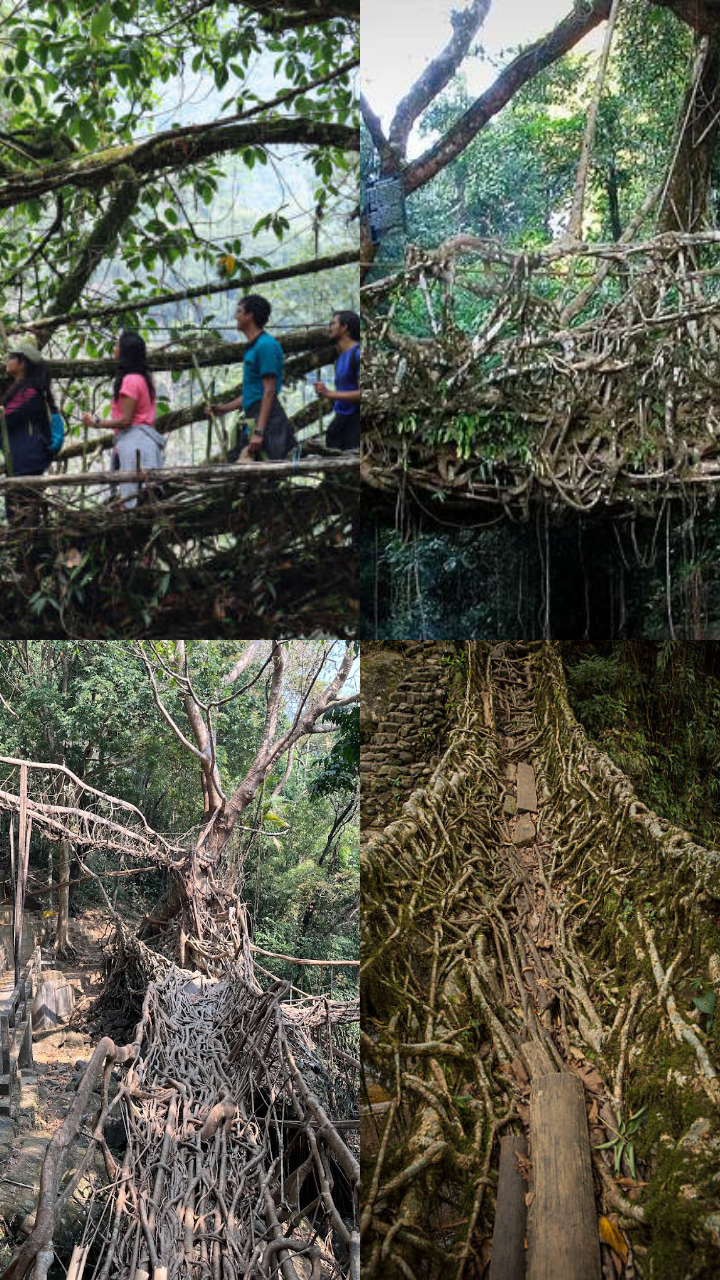 The 5 Living Bridges of Meghalaya Natures Ingenious Architecture