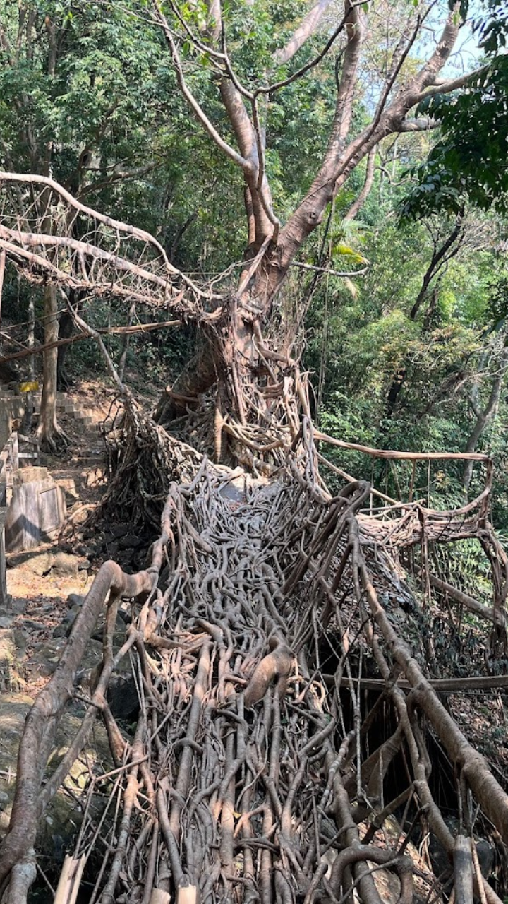 Umkar Living Root Bridge