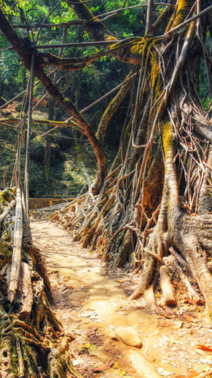 Ritymmen Living Root Bridge