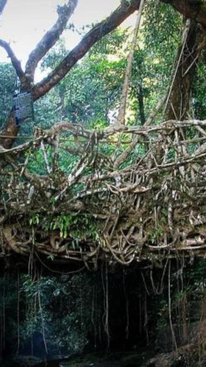 Mawsaw Living Root Bridge