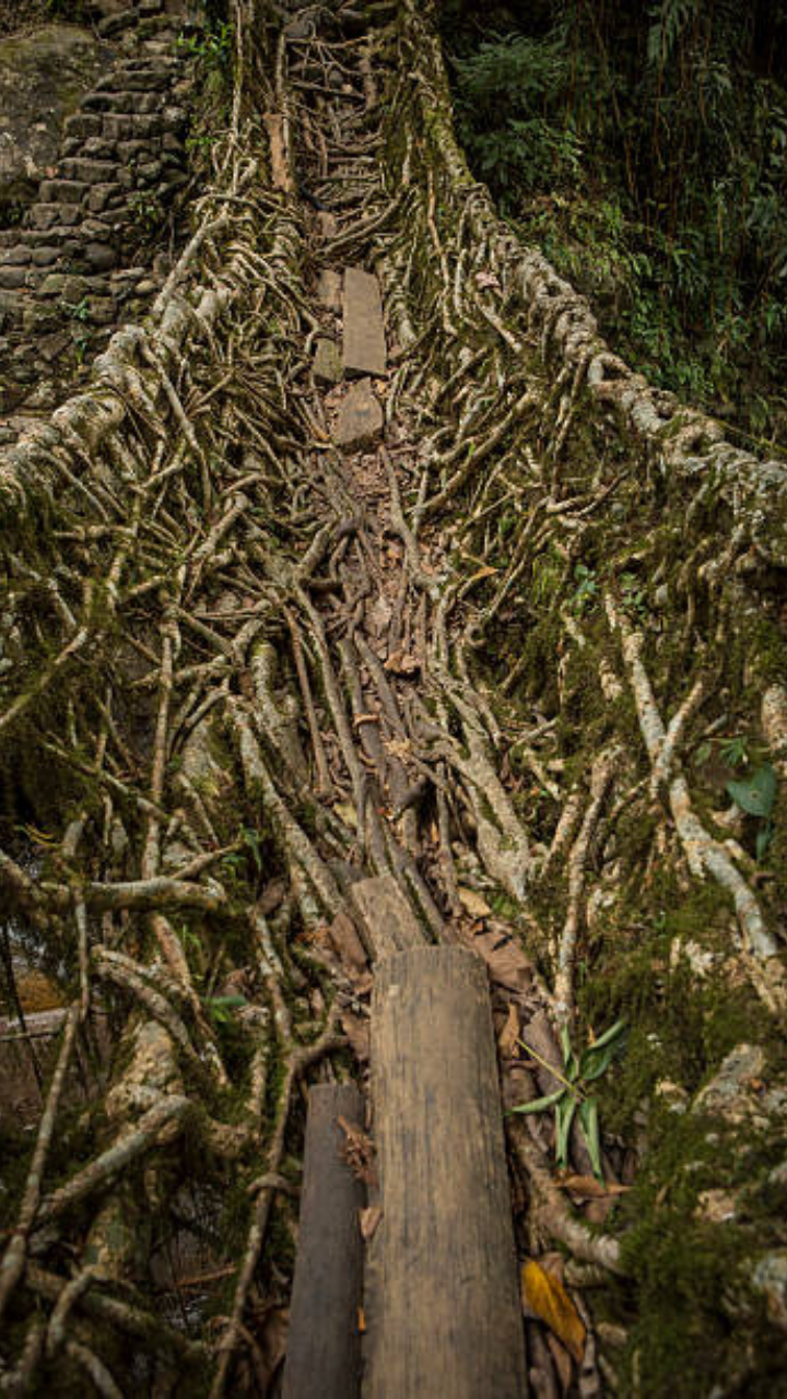 Nongriat Living Root Bridge