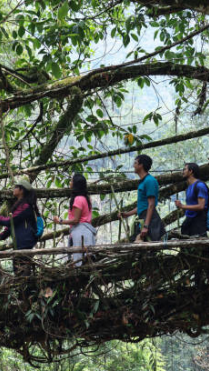 Umshiang Double-Decker Living Root Bridge