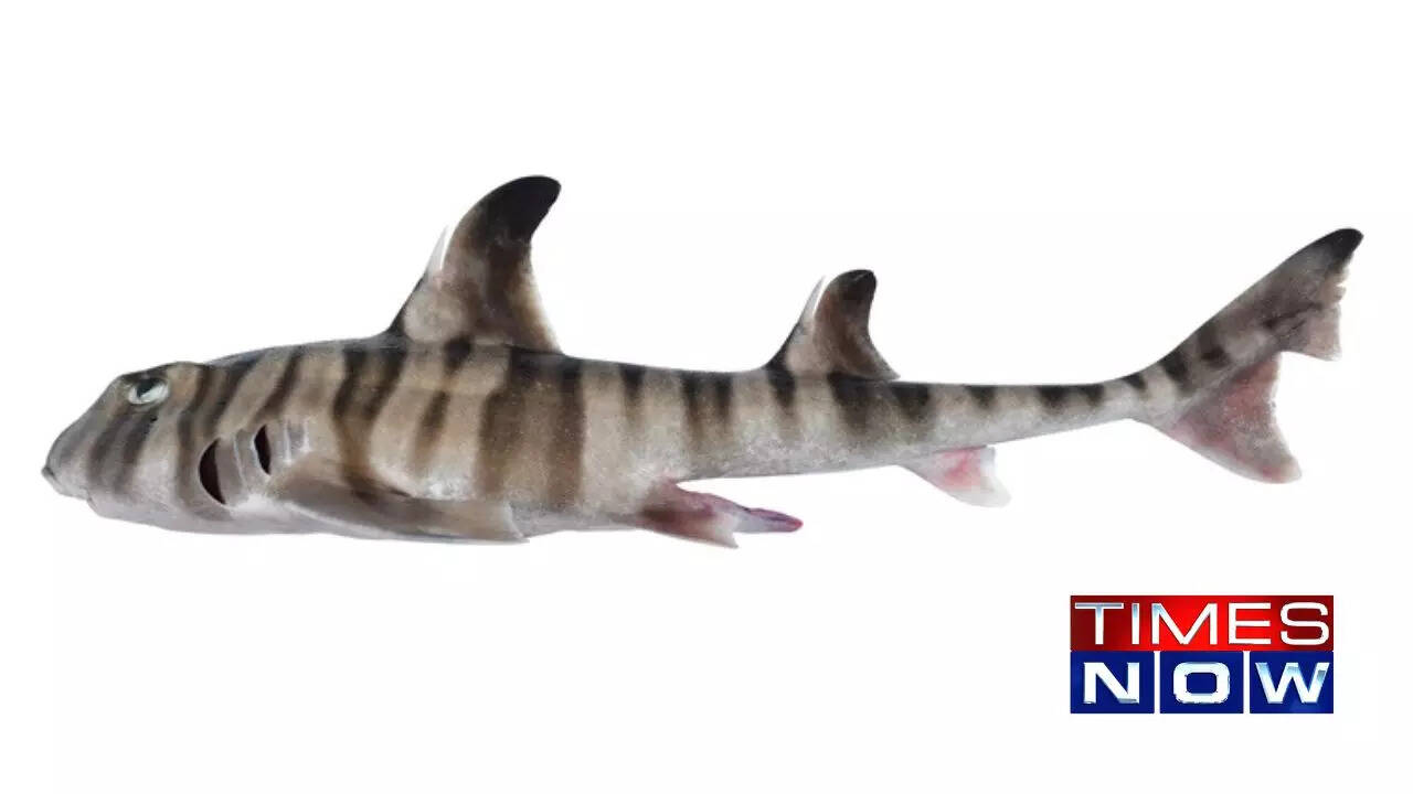 New Shark Species with Human-Like Teeth Discovered in Australia | Times Now