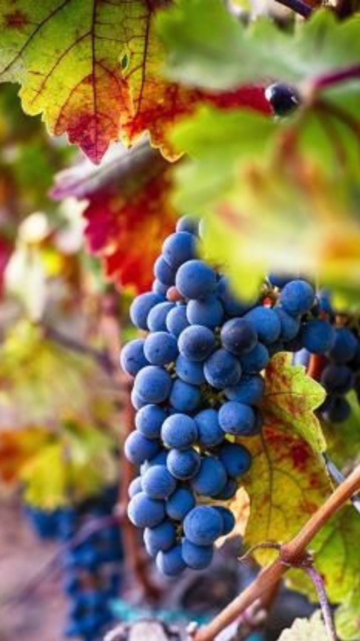 From Glowing Skin To Improved Vision Benefits Of Consuming Black Grapes