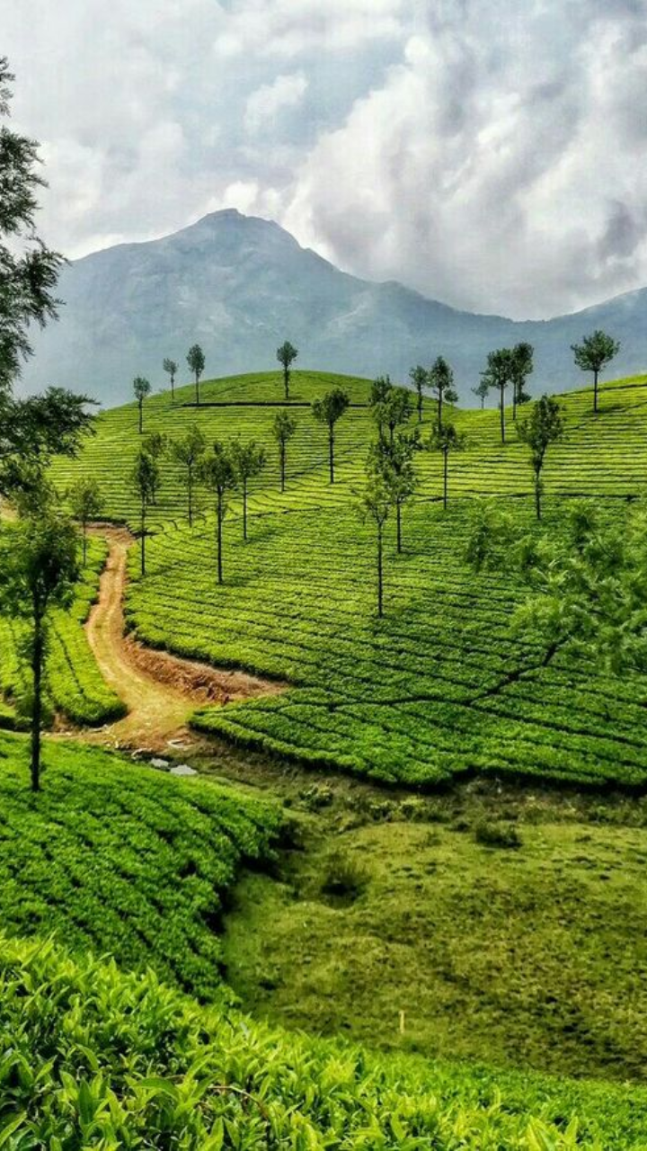 Munnar Kerala