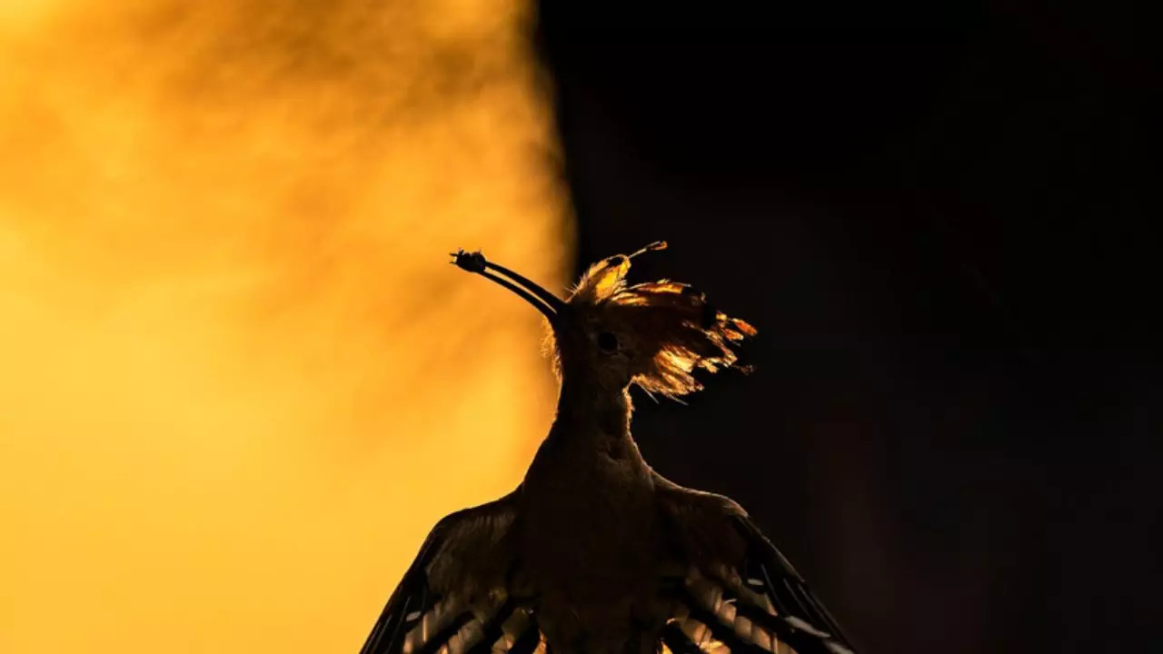 Birds category Dawns Whispers Graceful Hoopoe Silhouette at Sunrise Hermis Valiyandiyil