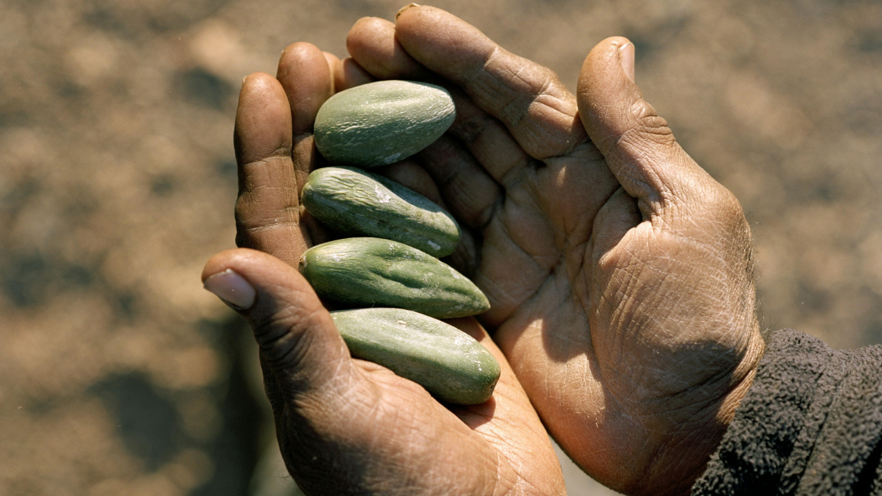 Indigenous Australian Bush Medicine -  Australia