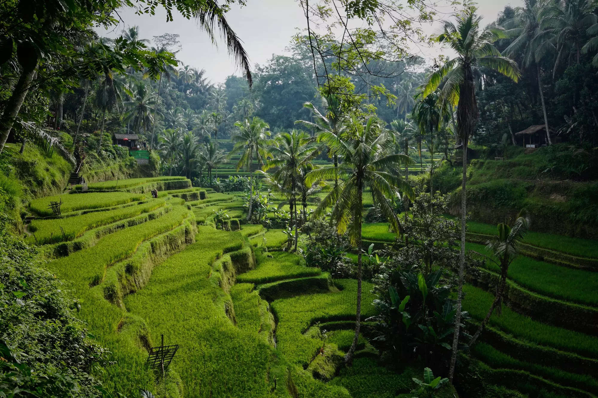Tegelalang rice terraces Credit Unsplash