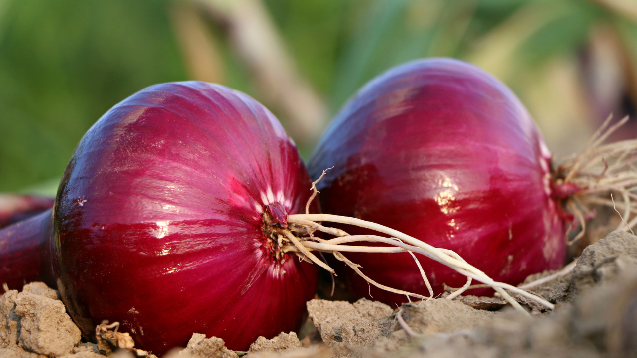 Greece Hanging an onion outside the door