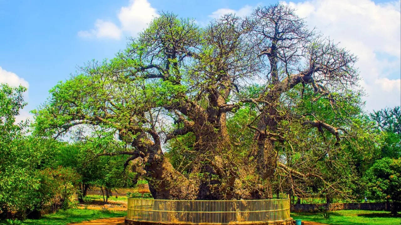 Hatiyan Jhad Baobab Tree