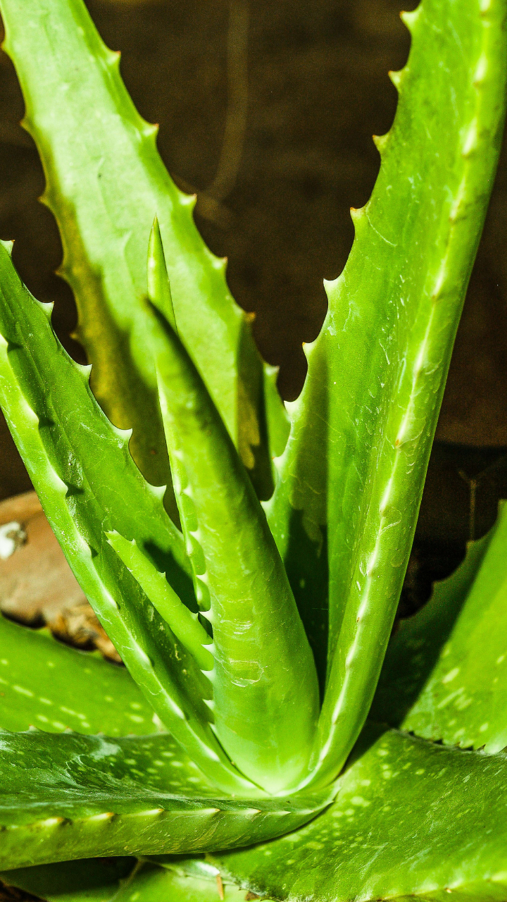 Aloe Vera