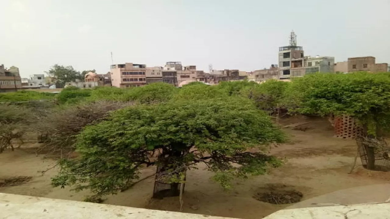 Greenery on dry land