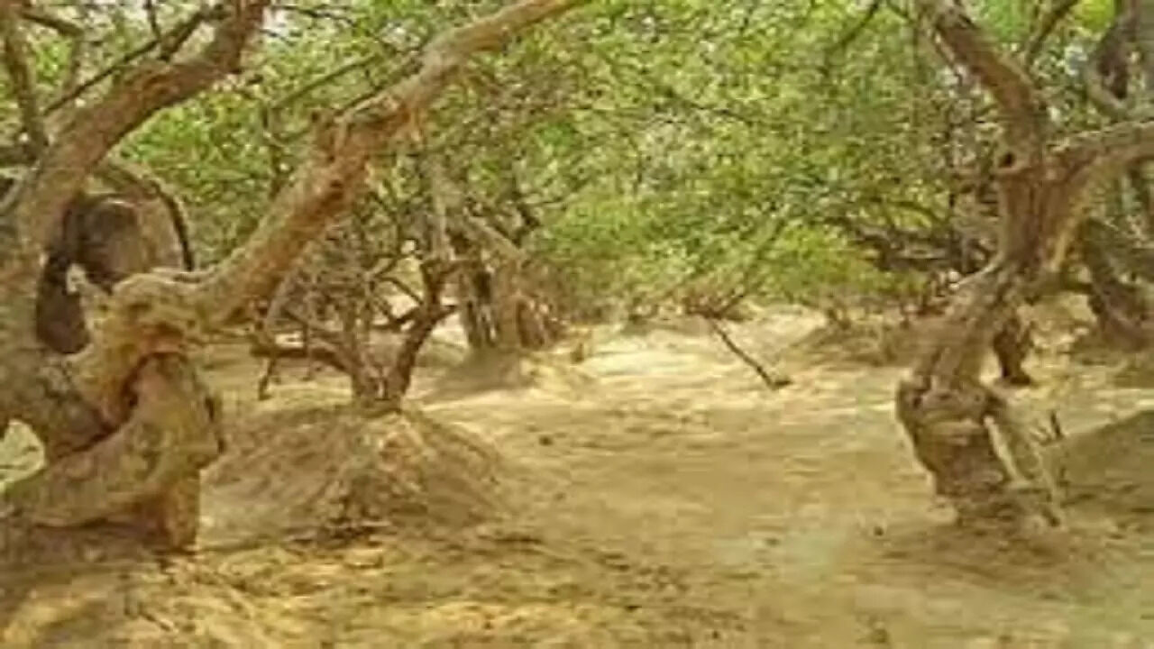 Nidhivan Temple: The Place Where Shri Krishna Is Believed To Dance ...