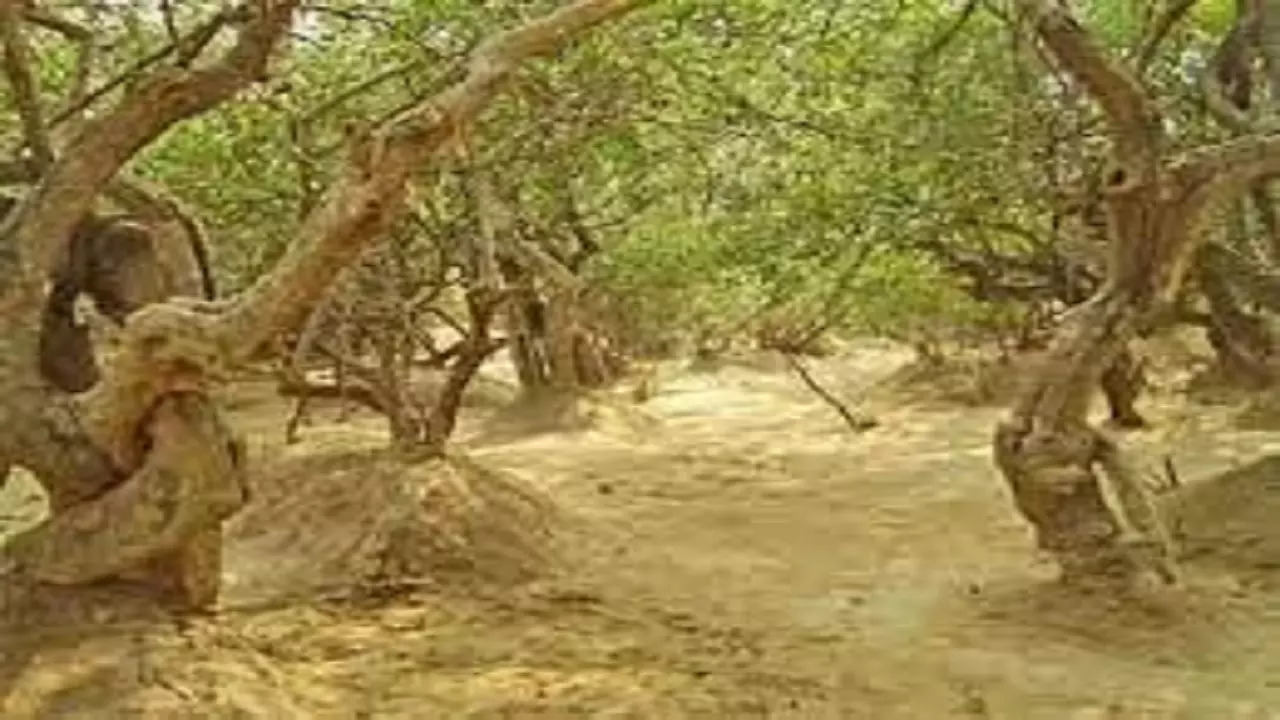 Forest around the temple