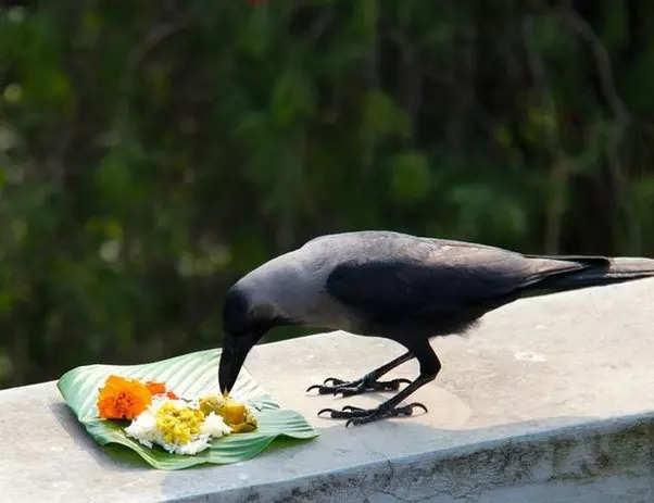 சனிக்கிழமை பரிகாரங்கள் காகத்துக்கு உணவளியுங்கள்    