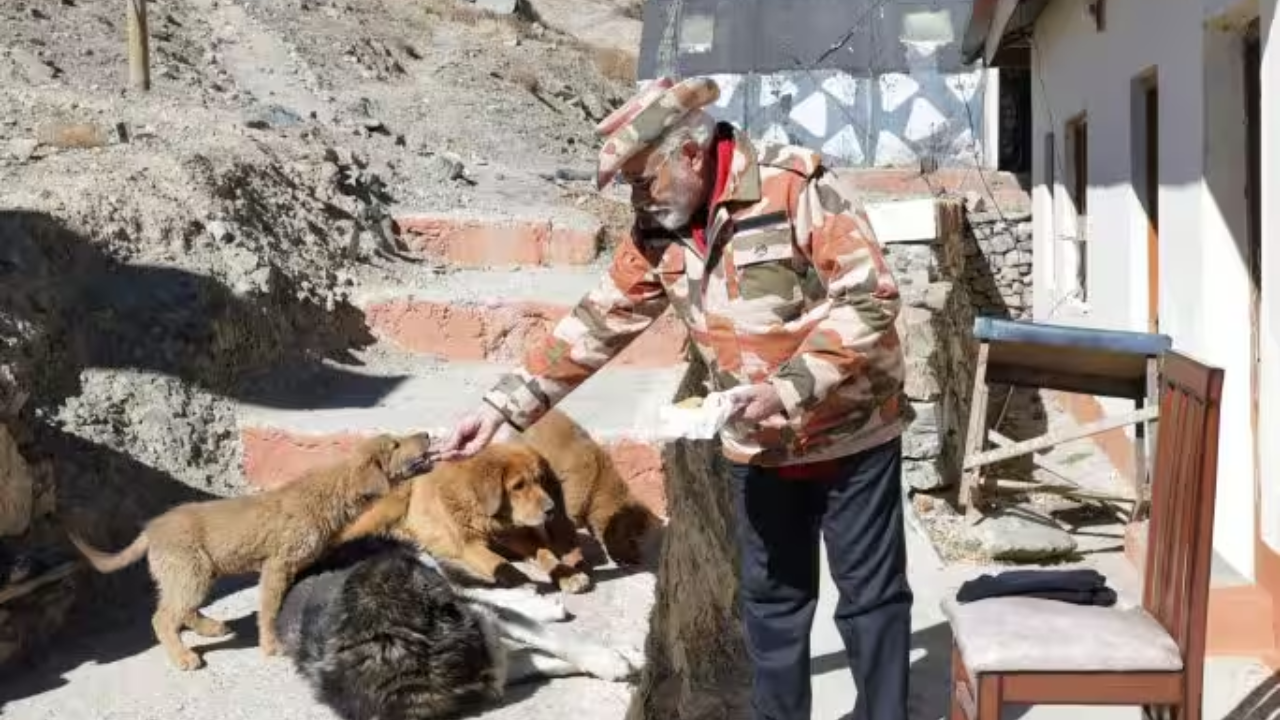 Feeding Dogs At Lepcha