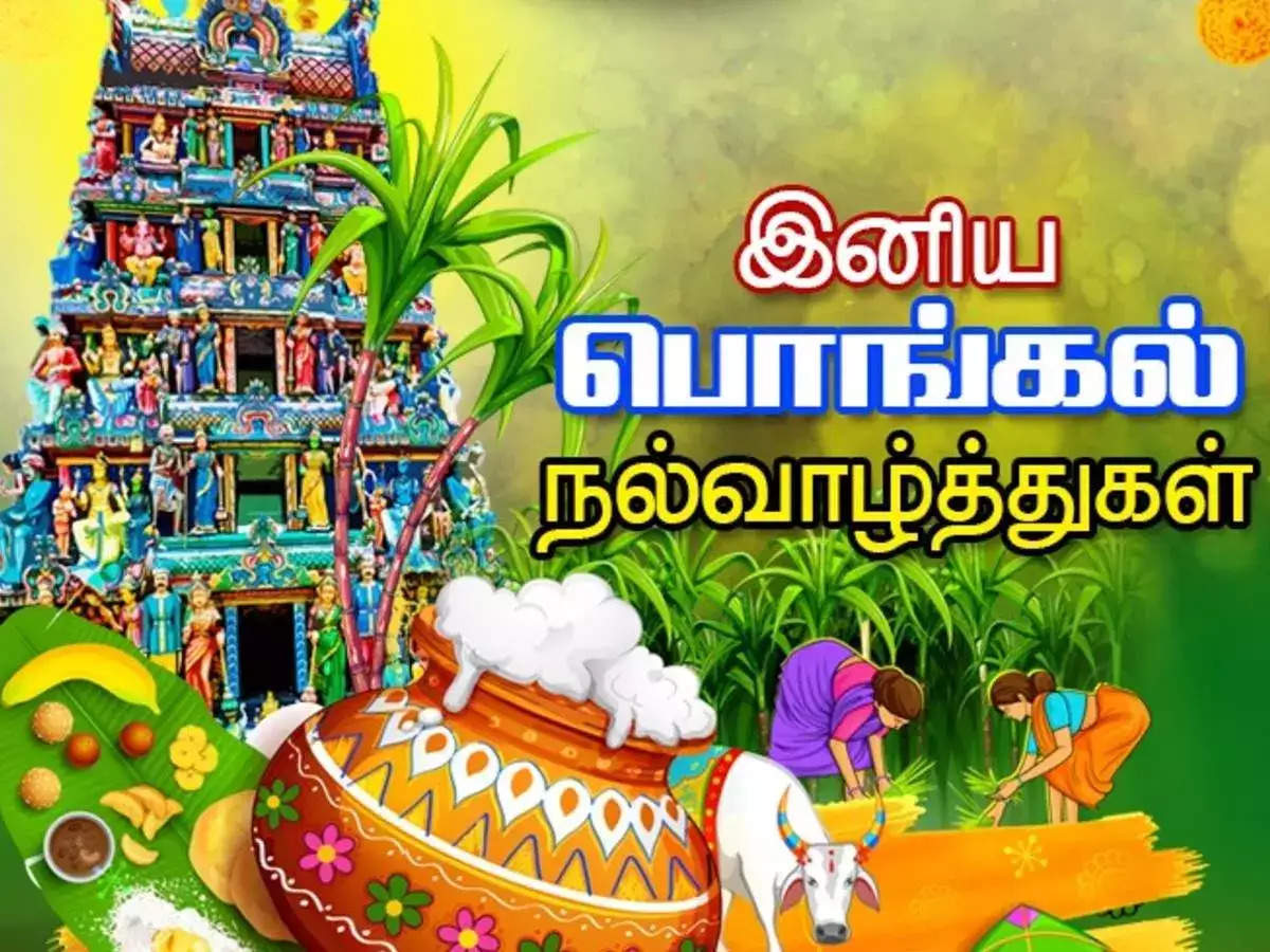 Pongal Wishes in Tamil: பொங்கல் வாழ்த்துகள் சொல்ல சரியான முறை இதுதான் ...