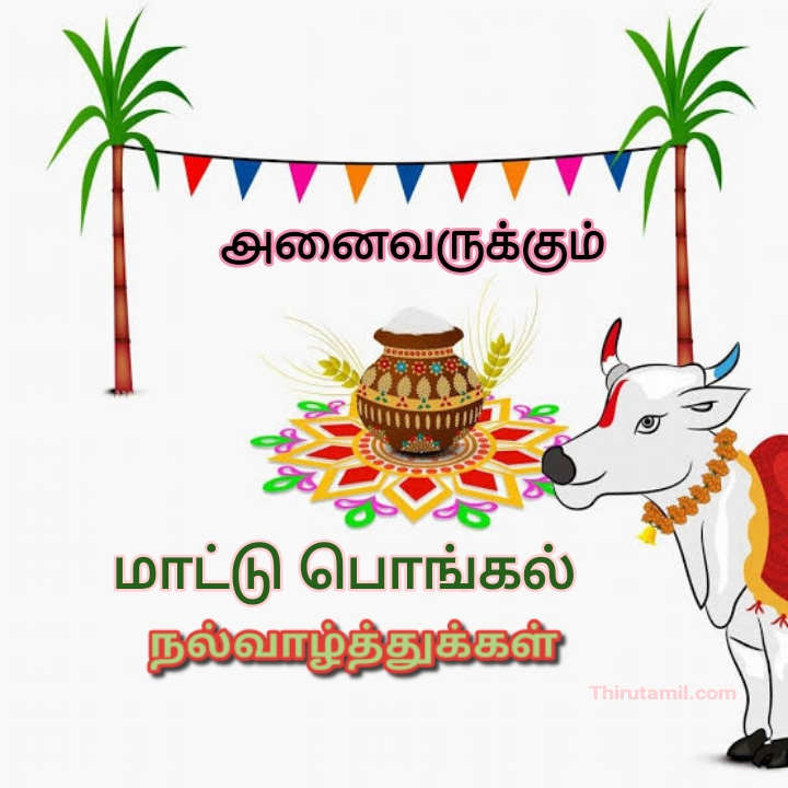 மாட்டு பொங்கல் 2024