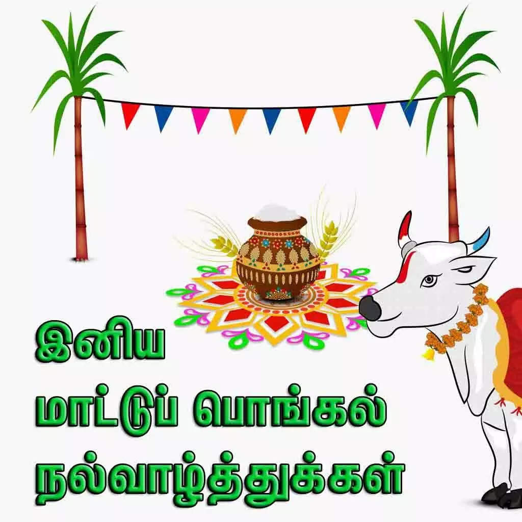 இனிய மாட்டு பொங்கல் நல்வாழ்த்துக்கள் 