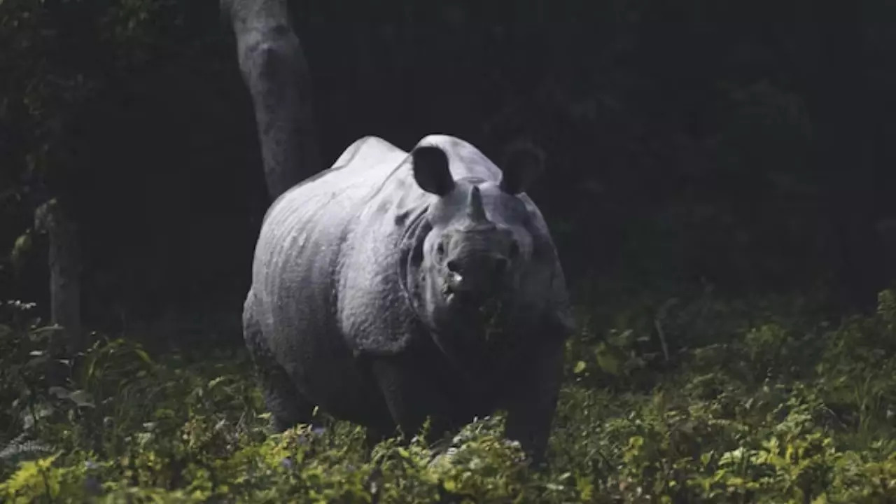 Kaziranga Assam