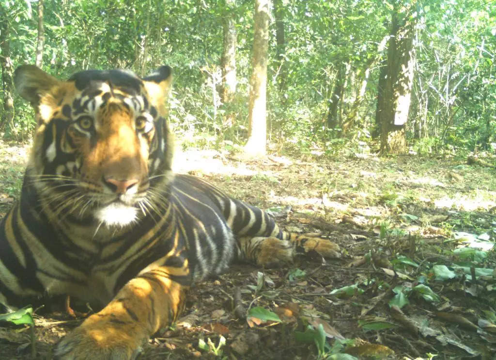 Similipal Tiger Reserve You Will Soon Be Able To Take A Safari To See Odishas Elusive Black