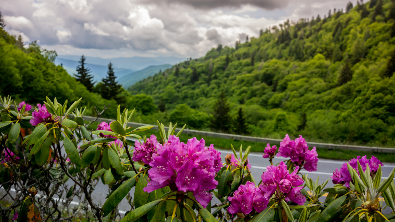 Valley Of Flowers National Park