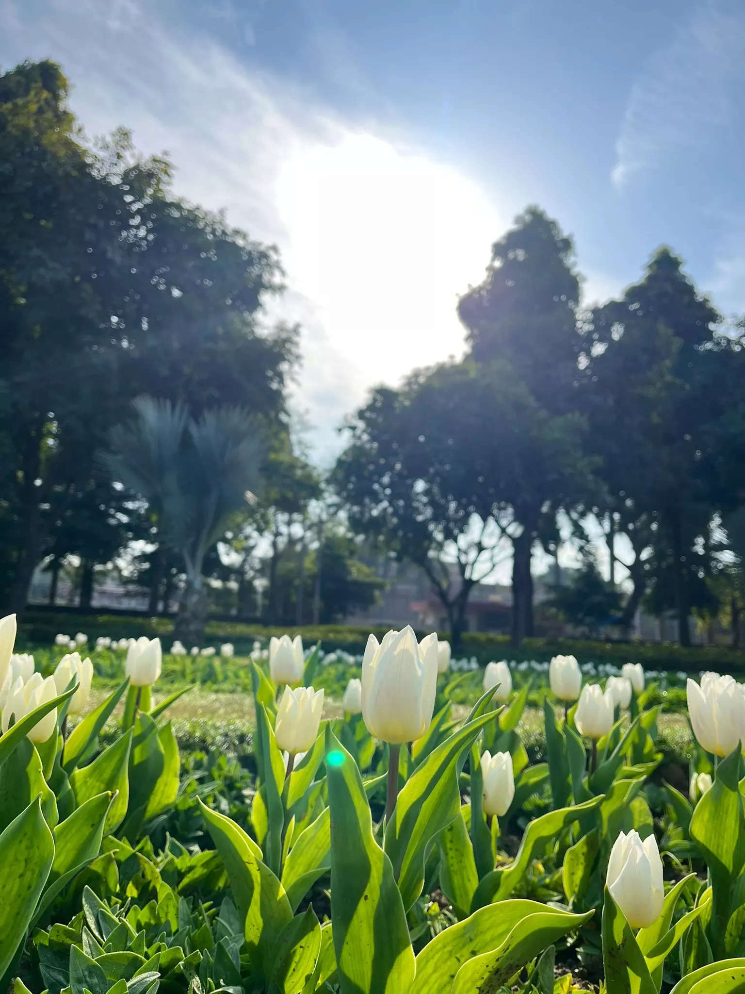 Head To Delhi To See Tulips In Full Bloom At The Tulip Festival Times Now