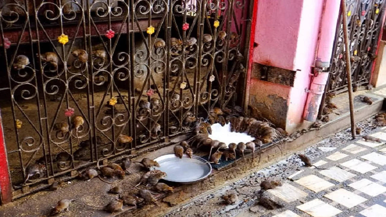Rats found only in the temple at Deshnok