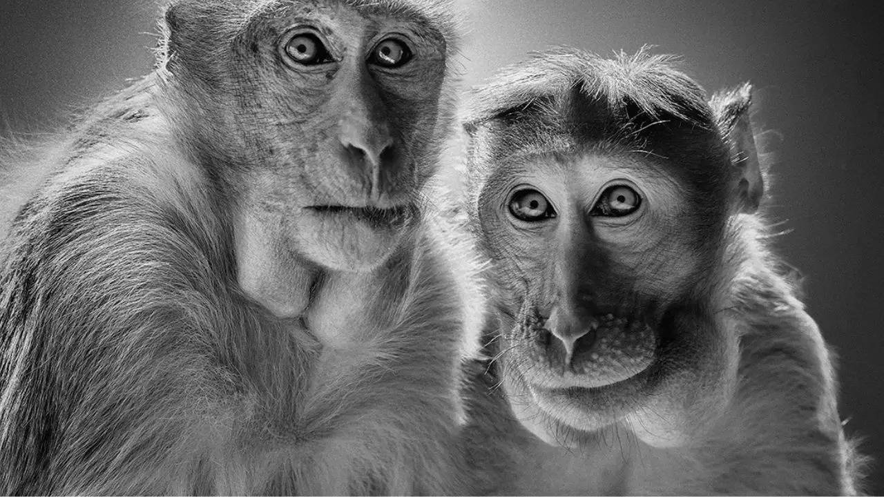 Flynn and Marlow Two Indian hat monkeys by Alexander von Reiswitz