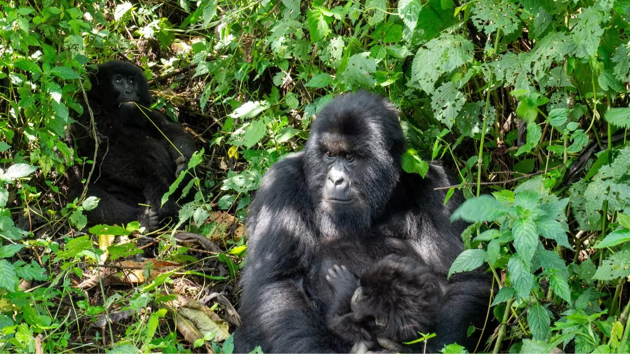 Virunga National Park Democratic Republic of the Congo