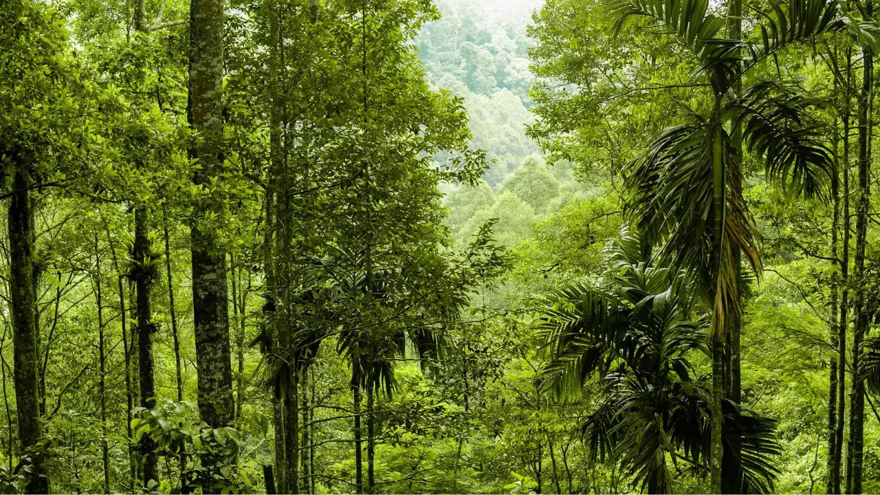 Tropical Rainforest Heritage of Sumatra Indonesia