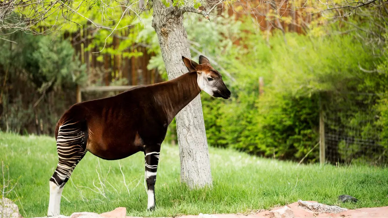 Okapi Wildlife Reserve Democratic Republic of the Congo