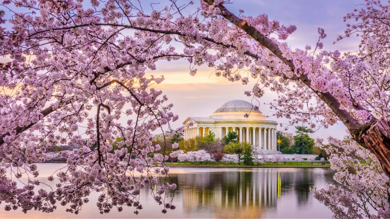 Washington DC Bask In The Beauty Of National Cherry Blossom Festival