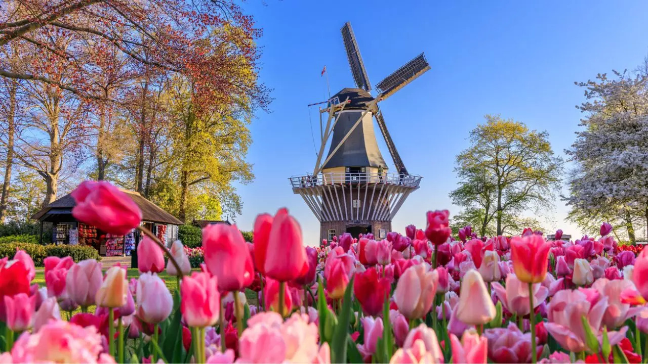 Netherlands The Multicoloured Keukenhof Gardens