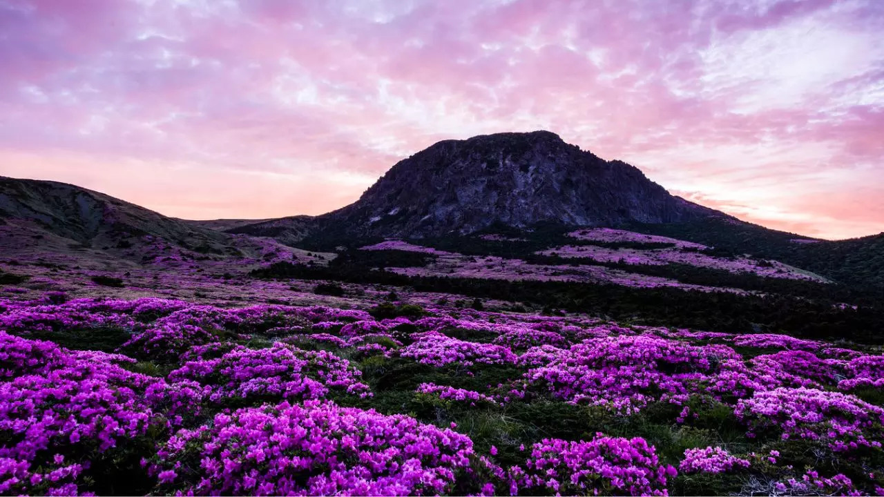 South Korea Of Cherry Blossoms And Azaleas