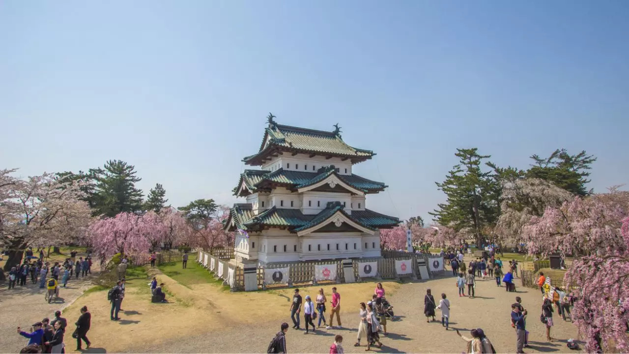 Japan Savour Hanami Under Cherry Blossoms