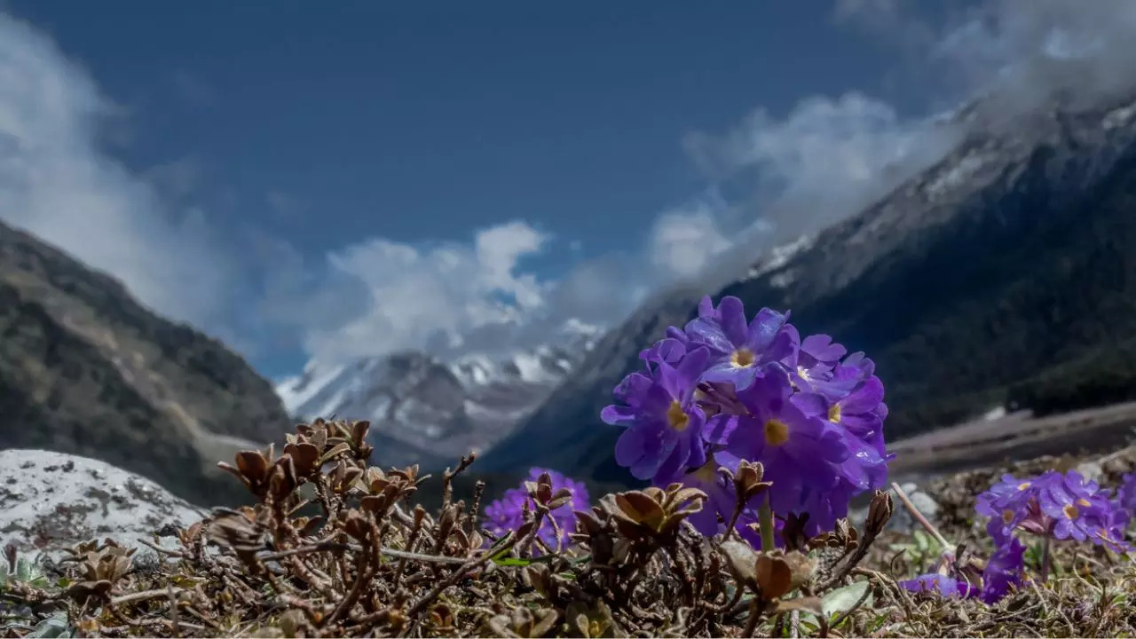 Sikkim India The Beauty Of Yumthang Valley