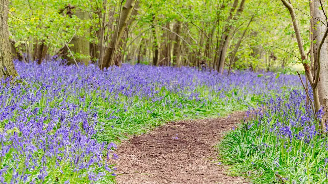 England Where Bluebells Sing