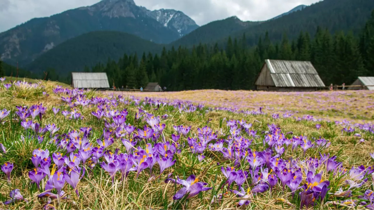 Poland  A Carpet Of Purple