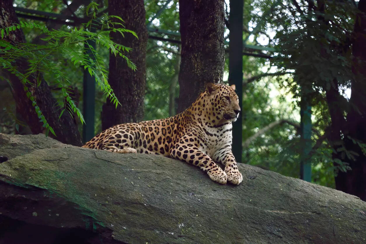 Largest Leopard Safari In India: Bannerghatta Biological Park: You’ll ...