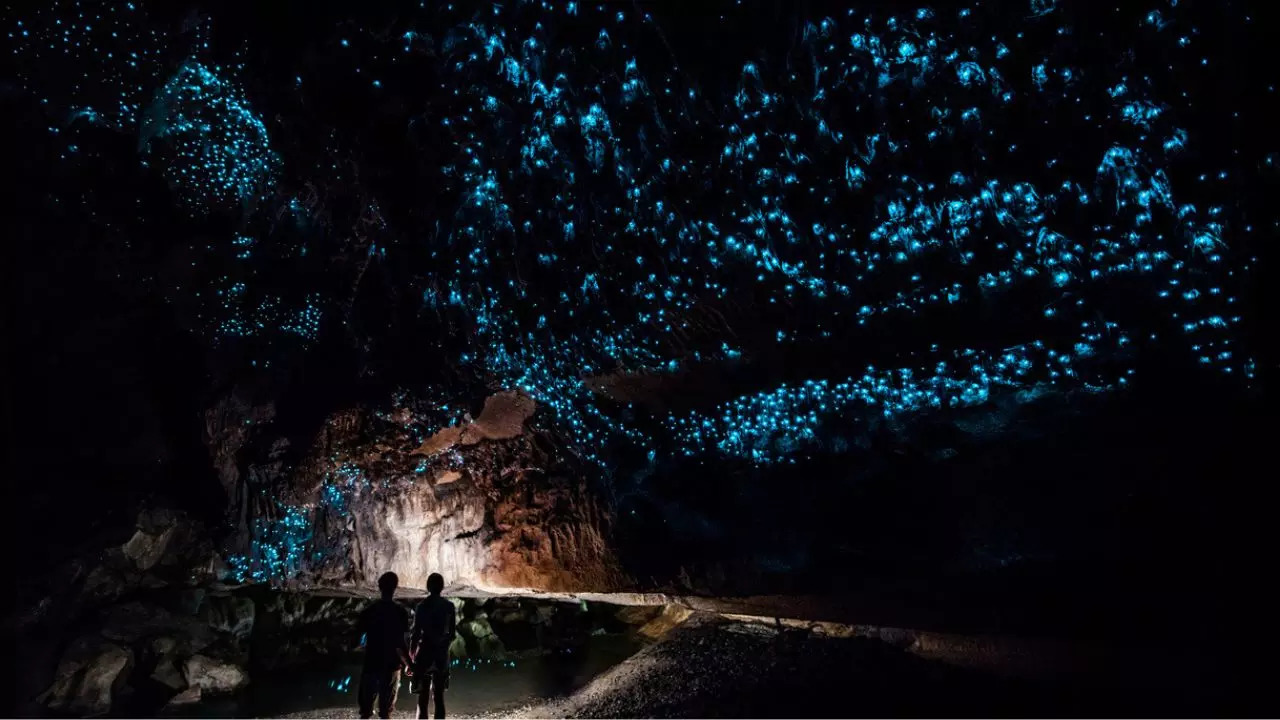 Waitomo Glowworm Caves New Zealand