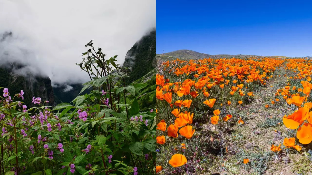 Uttarakhands Valley of Flowers Vs Antelope Valley in the USA